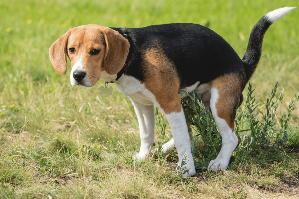 Remédio Caseiro para Cachorro Defecar