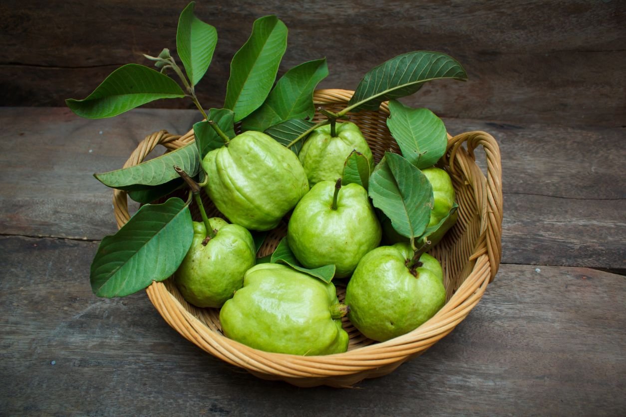 O chá de folhas de goiabeira é uma bebida natural amplamente utilizada na medicina tradicional, graças às suas propriedades terapêuticas.