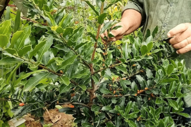 Santa espinheira